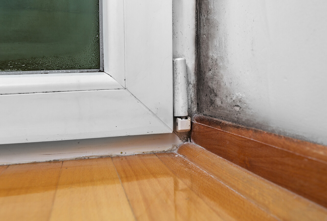 mold in the home